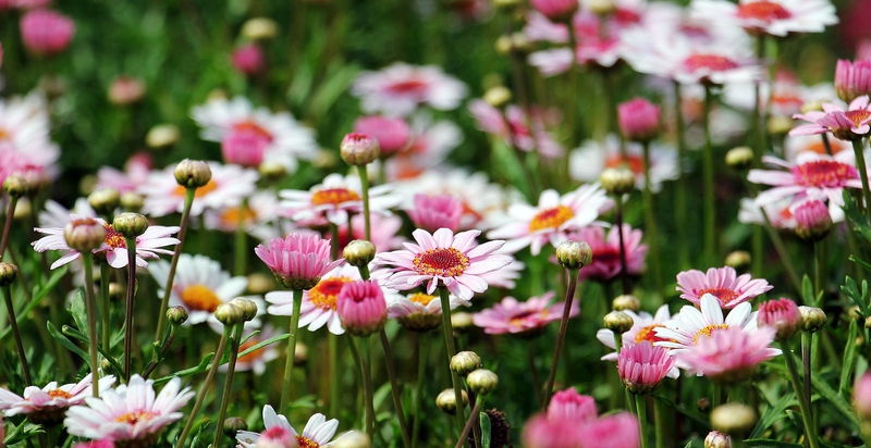 Hoa cúc, chrysanthemum, daisy, hoa, màu hồng, hoa nở, thực vật, pink, flower, pink flower - NoName_13