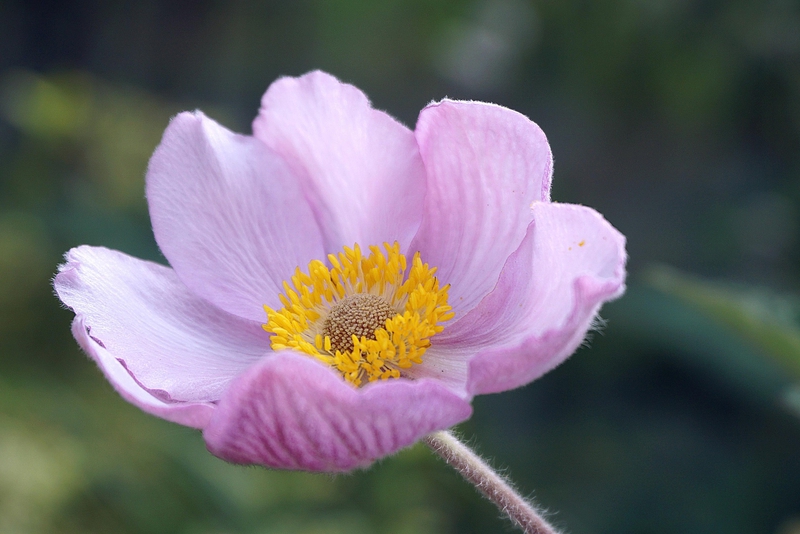 Hoa cúc nhật bản anemone, japanese anemone, hoa, màu tím, hoa nở, thực vật, purple, flower, purple flower - Nowaja