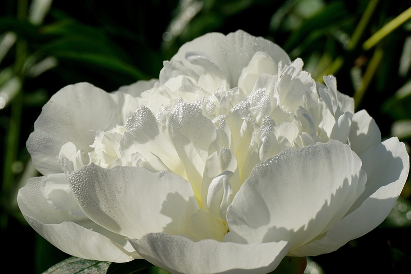 Peony, hoa mẫu đơn, hoa, màu trắng, hoa nở, thực vật, white, flower, white flower - Nowaja