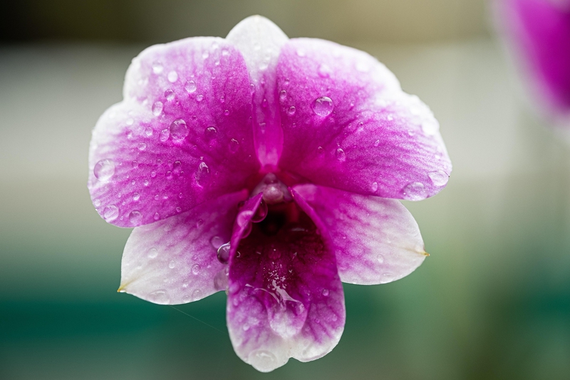 Hoa Lan, Orchids, hoa, màu tím, hoa nở, thực vật,  purple, flower,  purple flower- bboyecko