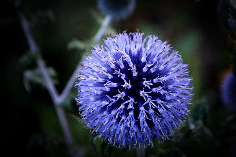 Hoa, màu tím, hoa nở, thực vật,  purple, flower,  purple flower- Tho-Ge 2