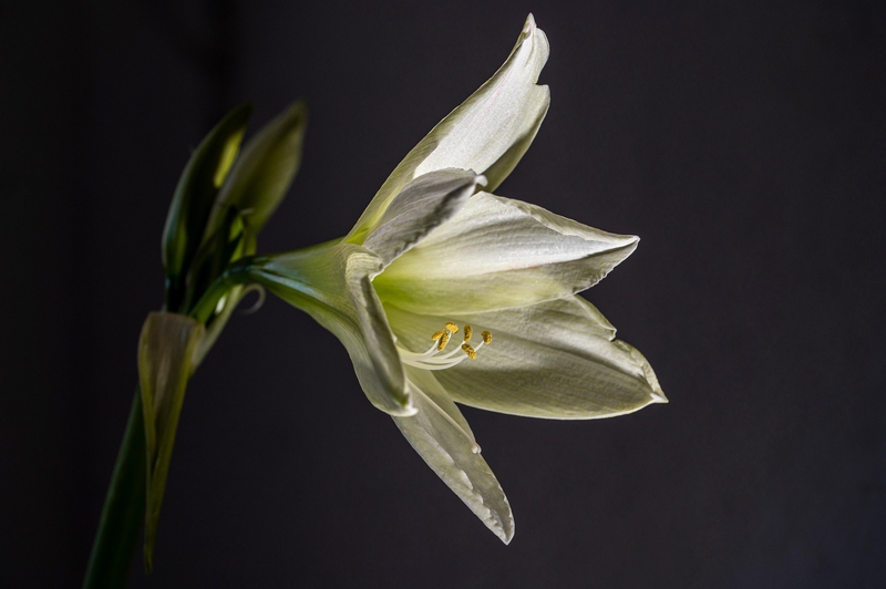 Hoa ly,  Lily, hoa, màu trắng, hoa nở, thực vật, white, flower, white flower - Par26drome