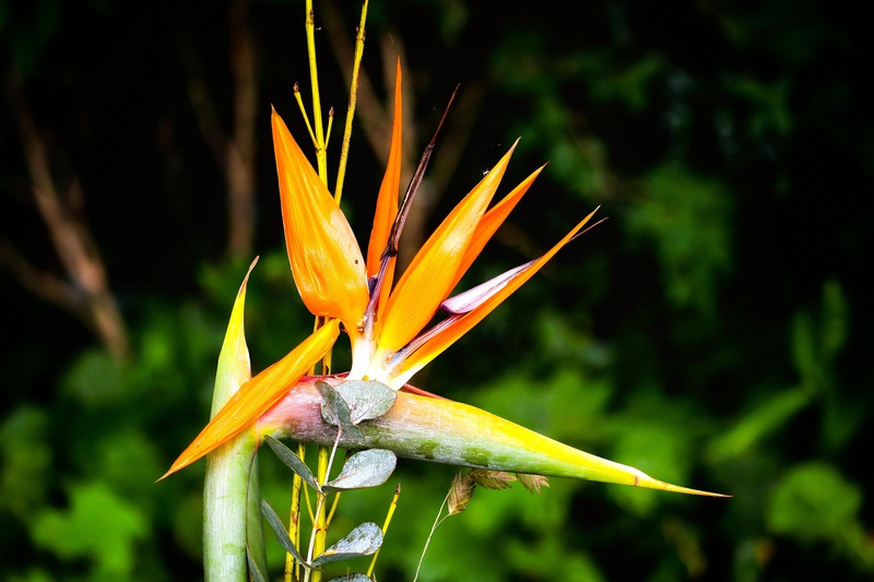 Hoa vẹt, Parrot flower, hoa, màu vàng, hoa nở, thực vật, yellow,flower, yellow, flower- Tho-Ge