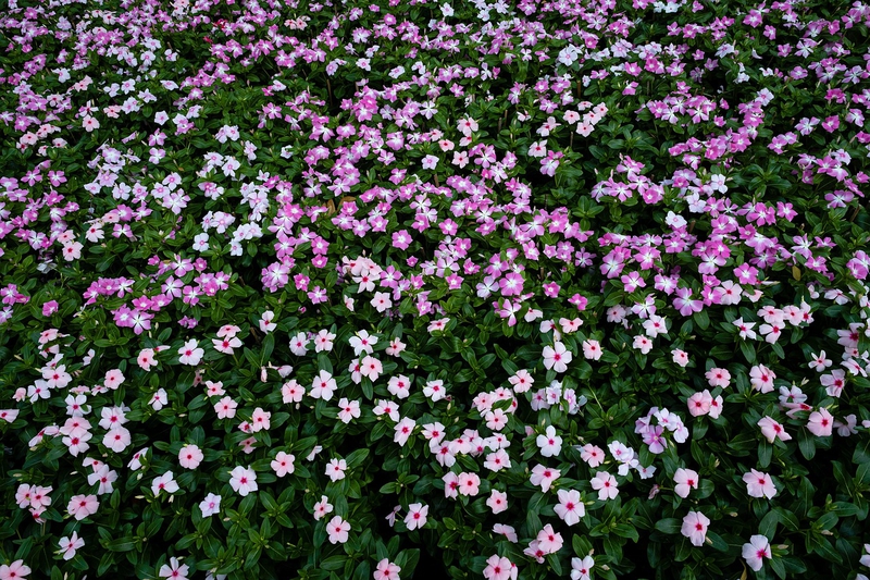 Cây dừa cạn, Periwinkle, hoa, màu hồng, hoa nở, thực vật, pink, flower, pink flower-TieuBaoTruong