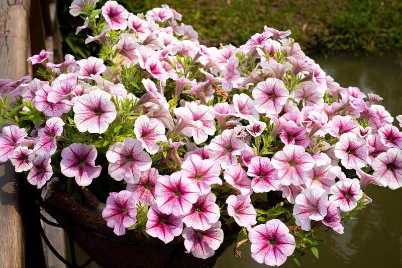 Petunias,Dã yên thảo, hoa, màu hồng, hoa nở, thực vật, pink, flower, pink flower-TieuBaoTruong