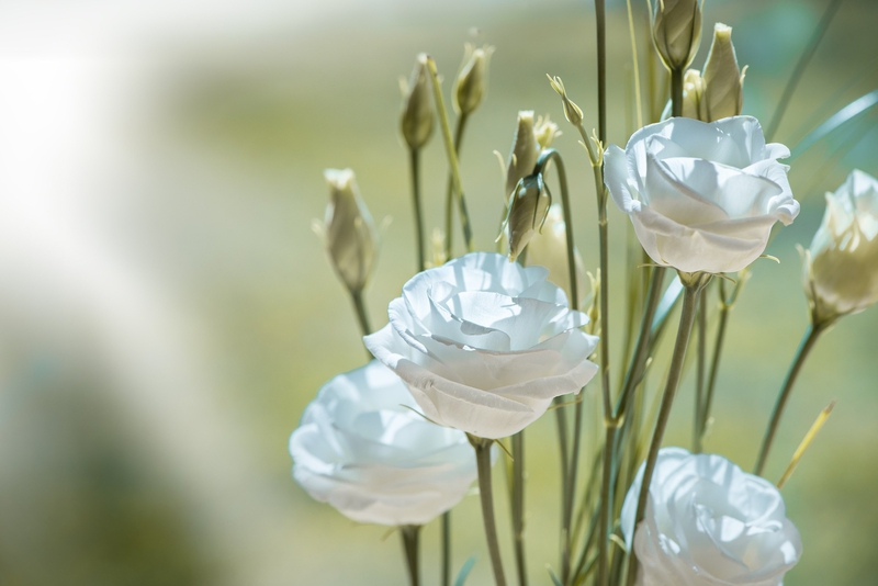 Hoa cát tường, auspicious flowers, hoa, màu trắng, hoa nở, thực vật, white, flower, white flower - Pezibear