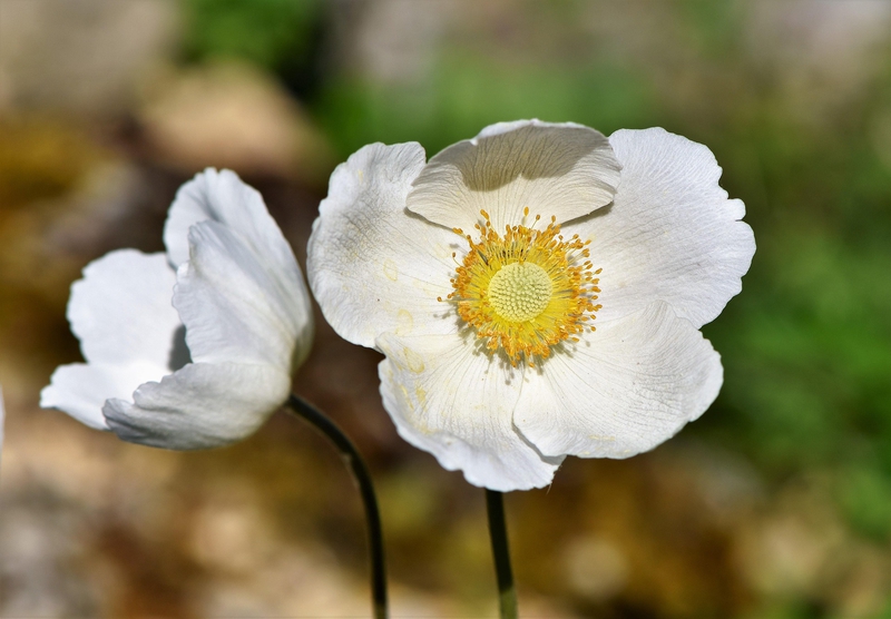 Hải quỳ, anemones, hoa, màu trắng, hoa nở, thực vật, white, flower, white flower - Ralphs_Fotos