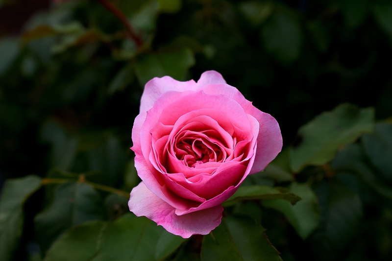 Hoa hồng, rose, màu hồng, hoa nở, thực vật, pink, flower, pink flower, blooming, plant- Tho-Ge 4