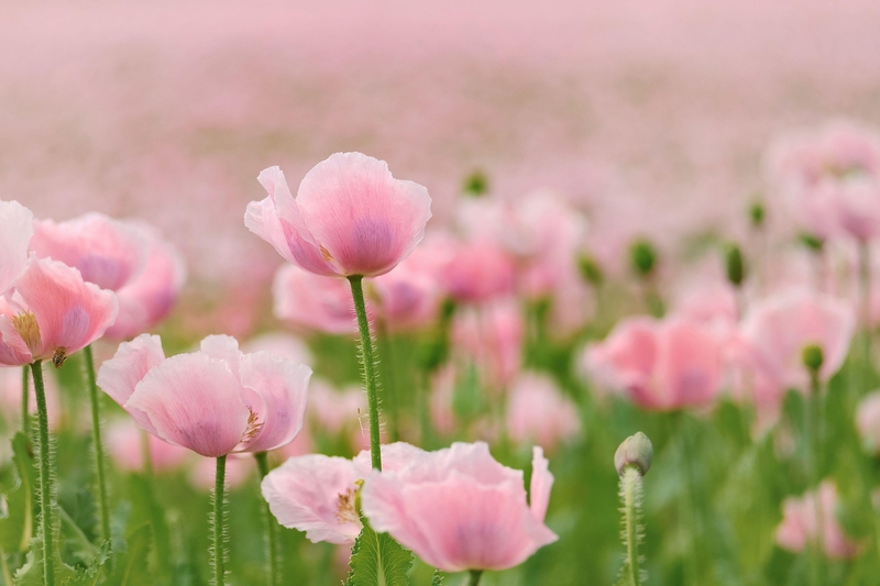 Hoa Anh Túc, poppy, hoa, màu hồng, hoa nở, thực vật, pink, flower, pink flower - shogun