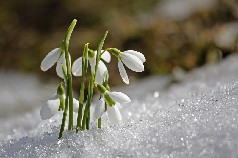 Hoa tuyết rơi, Snowdrop, hoa, màu trắng, hoa nở, thực vật, white, flower, white flower -sunflair