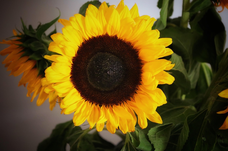 Hoa hướng dương, Sunflower, hoa, màu vàng, hoa nở, thực vật, yellow,flower, yellow, flower- Tho-Ge