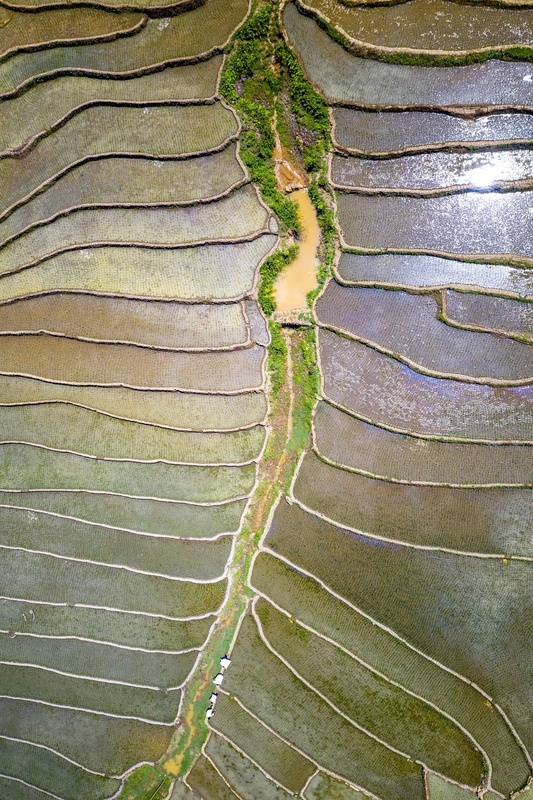 Ruộng, ruộng bậc thang, rice fields, terraced fields- dangquangn