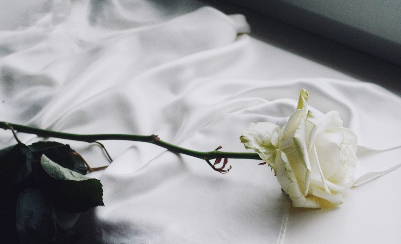 Hoa hồng, rose, hoa, màu trắng, hoa nở, thực vật, white, flower, white flower -TinaDemyanchuk