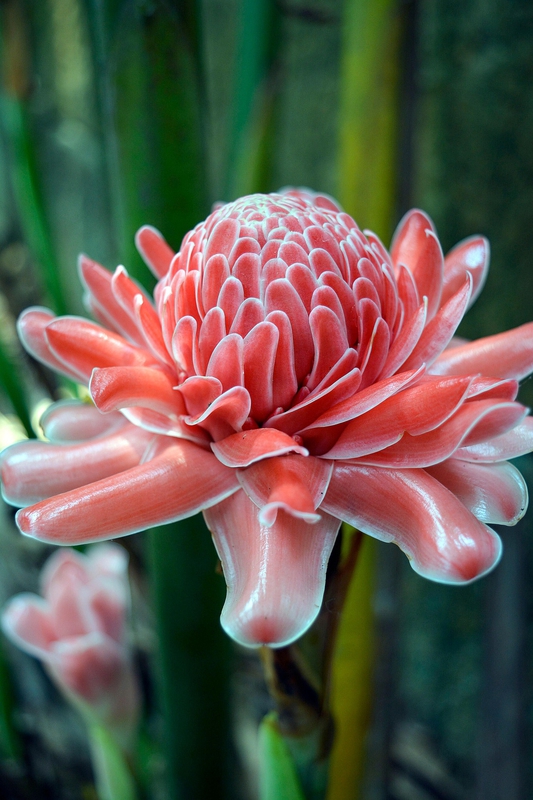 Ngọn đuốc gừng, hoa, torch ginger, màu hồng, hoa nở, thực vật, pink, flower, pink flower, blooming, plant-phamthe113