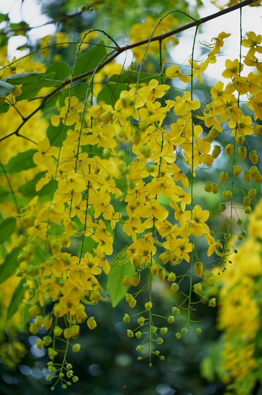 Hoa nữ hoàng, hoa, màu vàng, hoa nở, thực vật, yellow,flower, yellow, flower-TieuBaoTruong 1