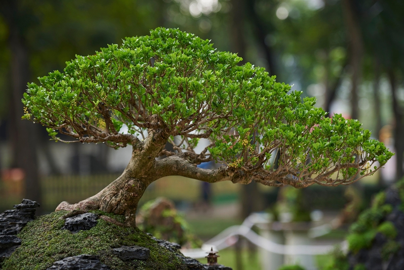 Cây, tree, bonsai, thực vật, plants-TieuBaoTruong 2