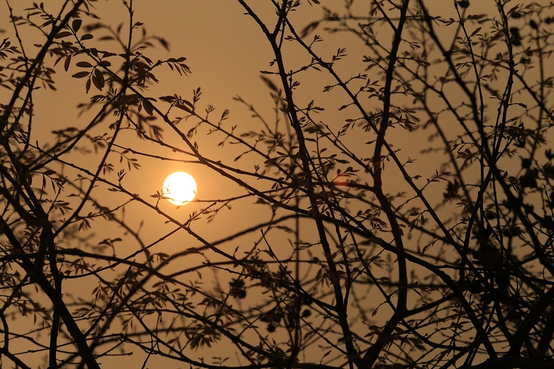 Trăng, cây, màn đêm, đêm, moon, tree, night- CUONG_ART
