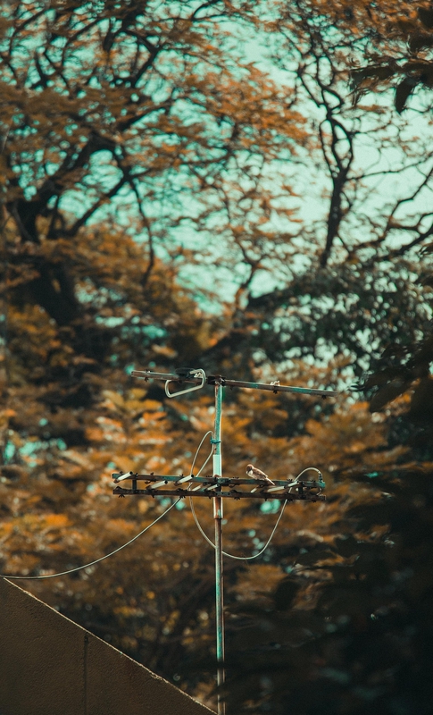 Cây, tree, dây điện, wire -Vien_beos