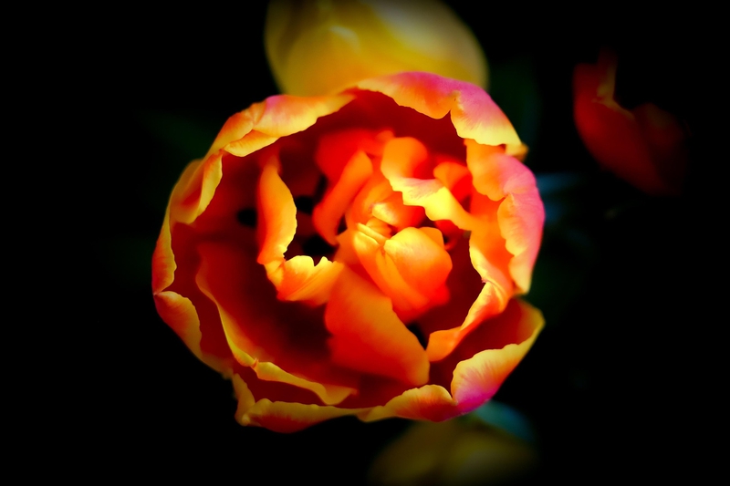 Tulip, hoa, màu cam, hoa nở, thực vật, orange, flower, orange flower, blooming, plant- Tho-Ge