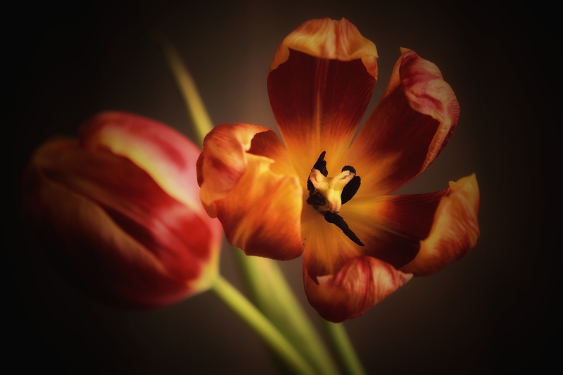 Tulip, hoa, màu cam, hoa nở, thực vật, orange, flower, orange flower, blooming, plant- Tho-Ge 1