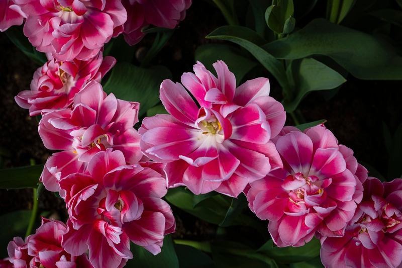 Tulip, hoa, màu hồng, hoa nở, thực vật, pink, flower, pink flower-TieuBaoTruong 1