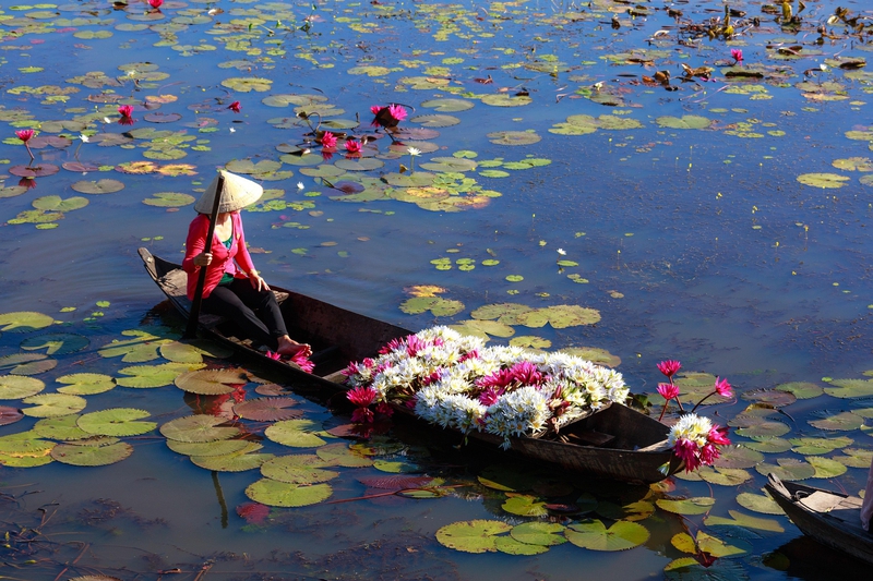 Hoa súng, xuồng gỗ, hái hoa, water lily, wooden boat, flower picking - Quangpraha 2