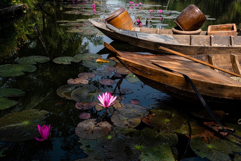 Hoa súng, water lily, màu tím, hoa nở, thực vật,  purple, flower,  purple flower-TieuBaoTruong 11