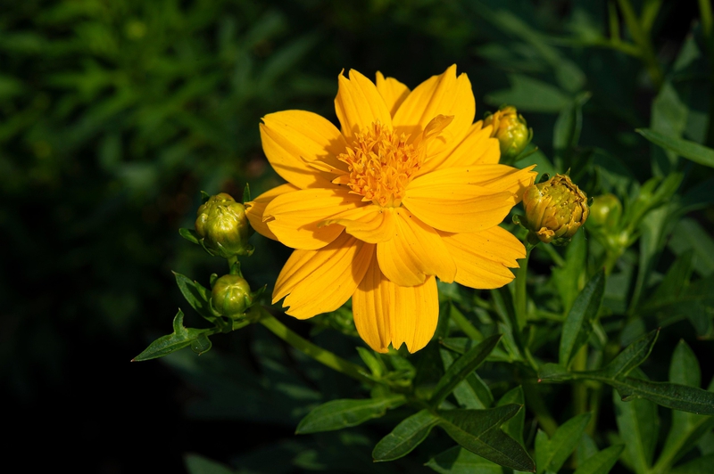 Hoa cúc, daisy, chrysanthemum, hoa, màu vàng, hoa nở, thực vật, yellow,flower, yellow, flower-TieuBaoTruong 4