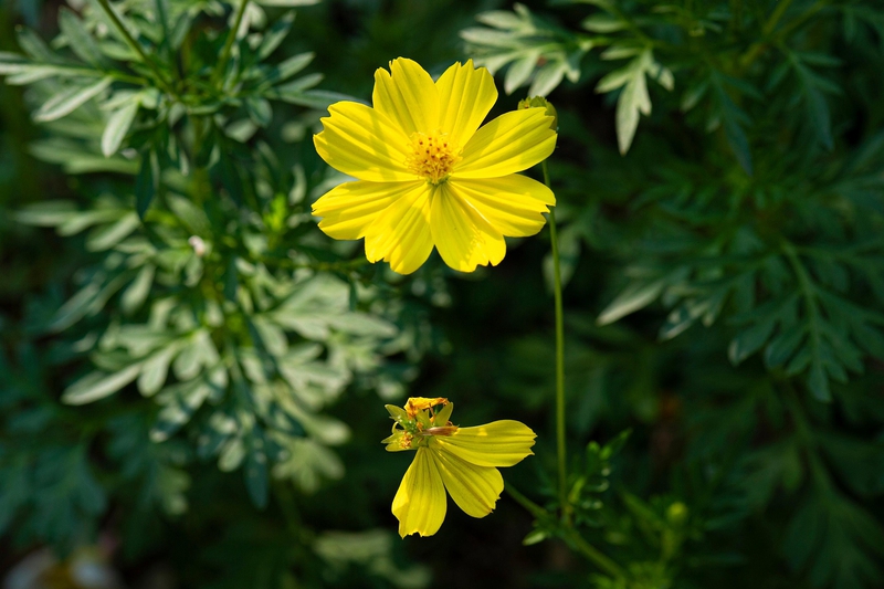 Hoa cúc, daisy, chrysanthemum, hoa, màu vàng, hoa nở, thực vật, yellow,flower, yellow, flower-TieuBaoTruong 6