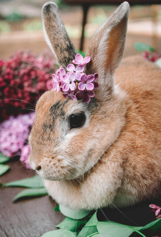Rabbit, thỏ, grass, pet, thú-cưng, lông-mềm, bunny - Anastasia Belousova