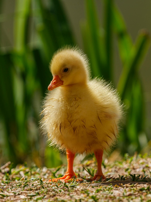 Vịt con, farm, duck, con vịt , poultry, gia cầm -Engin Akyurt