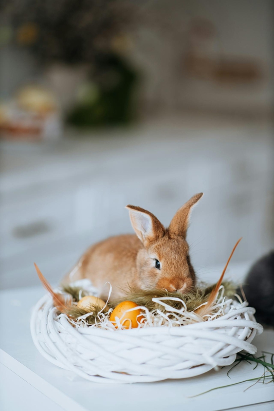 Rabbit, thỏ, grass, pet, thú-cưng, lông-mềm, bunny- Ivan Samkov