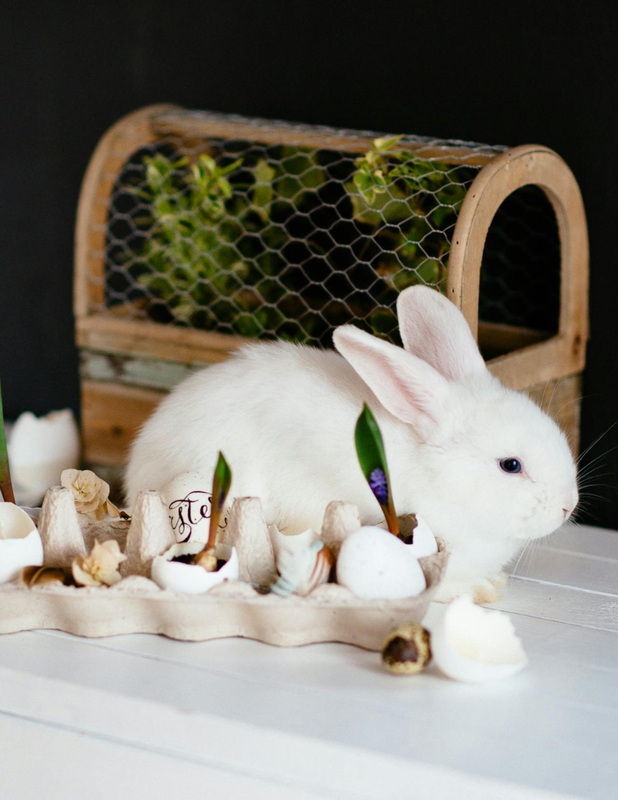 Rabbit, thỏ, grass, pet, thú-cưng, lông-mềm, bunny - Ivan Samkov