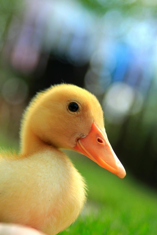 Vịt con, farm, duck, con vịt , poultry, gia cầm -Vanja Lazic