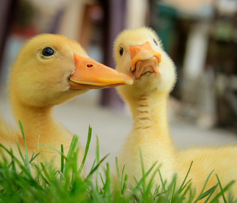 Vịt con, farm, duck, con vịt , poultry, gia cầm - Vanja Lazic
