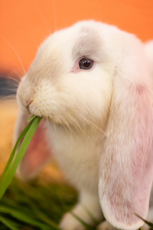 Rabbit, thỏ, grass, pet, thú-cưng, lông-mềm, bunny - Nadine Ginzel