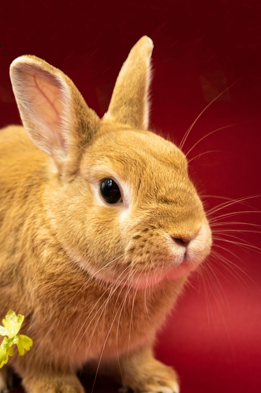 Rabbit, thỏ, grass, pet, thú-cưng, lông-mềm, bunny -  Galina Kolonitskaia