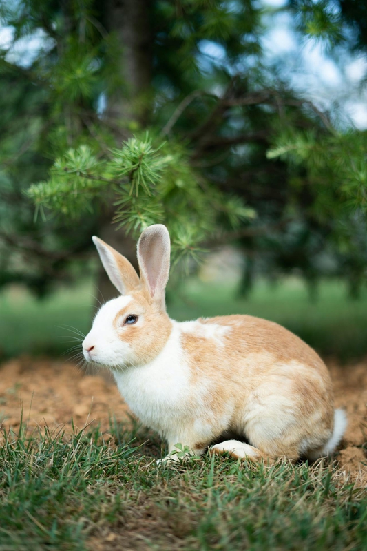 Rabbit, thỏ, grass, pet, thú-cưng, lông-mềm, bunny -  Sami Abdullah