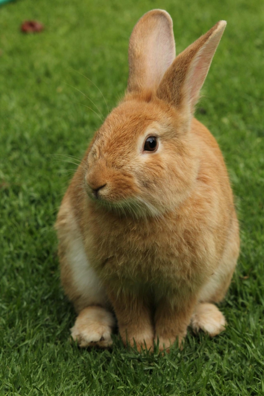 Rabbit, thỏ, grass, thỏ-nâu, lawn, pet, thú-cưng, lông-mềm, bunny - Pixabay 1