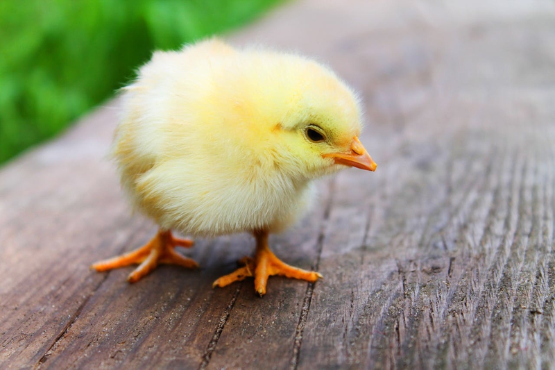 Vịt con, farm, duck, con vịt , poultry, gia cầm - pixabay