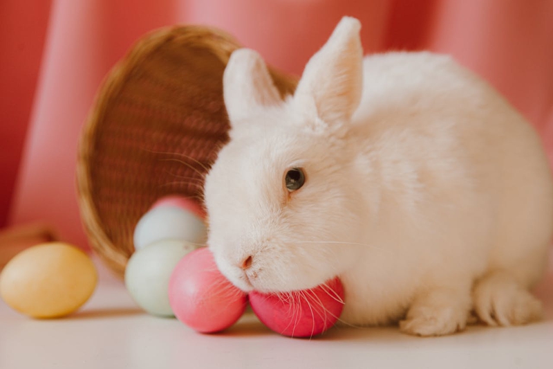 Rabbit, thỏ, grass, pet, thú-cưng, lông-mềm, bunny -  Galina Kolonitskaia 1