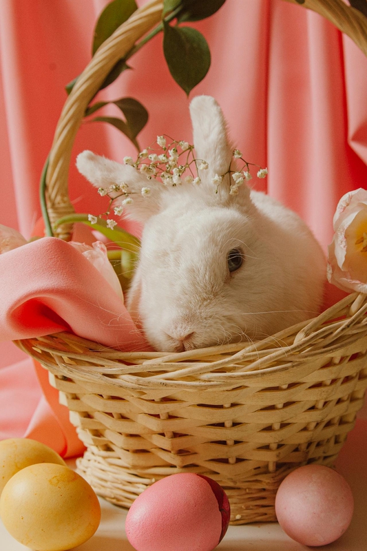 Rabbit, thỏ, grass, pet, thú-cưng, lông-mềm, bunny - ROMAN ODINTSOV 2
