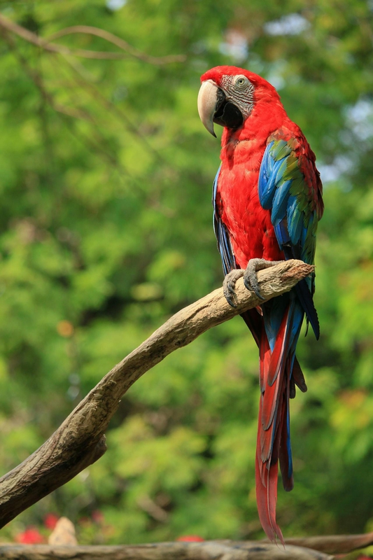 Vẹt sặc sỡ, colorful parrot, rainbow feathers, lông cầu vồng, red beak, mỏ đỏ, exotic bird, chim nhiệt đới, wildlife nature, thiên nhiên hoang dã - Rutpratheep Nilpechr