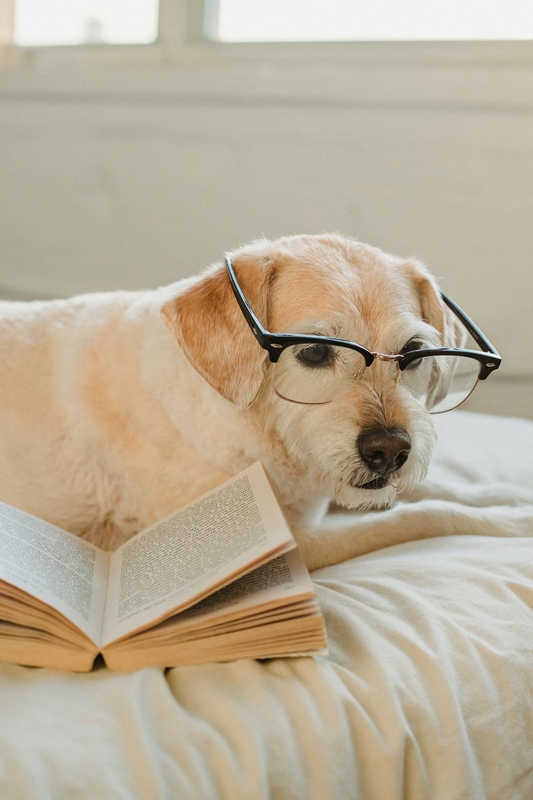dôg, con chó, đọc sách, readbook, pet, thú cưng -Samson Katt