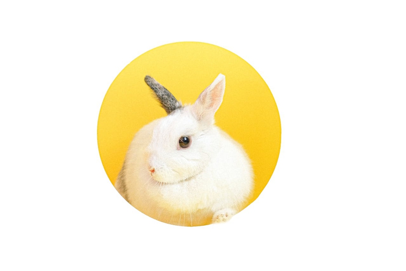 Rabbit, thỏ, grass, pet, thú-cưng, lông-mềm, bunny - Anna Shvets 1