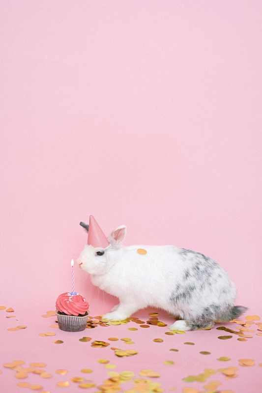 Rabbit, thỏ, grass, pet, thú-cưng, lông-mềm, bunny -  Anna Shvets
