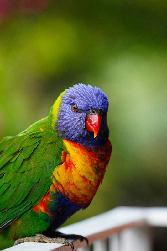 Vẹt sặc sỡ, colorful parrot, rainbow feathers, lông cầu vồng, red beak, mỏ đỏ, exotic bird, chim nhiệt đới, wildlife nature, thiên nhiên hoang dã - Talha Resitoglu 1