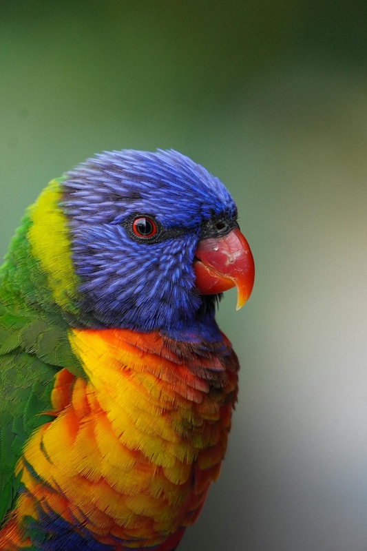 Vẹt sặc sỡ, colorful parrot, rainbow feathers, lông cầu vồng, red beak, mỏ đỏ, exotic bird, chim nhiệt đới, wildlife nature, thiên nhiên hoang dã - Talha Resitoglu
