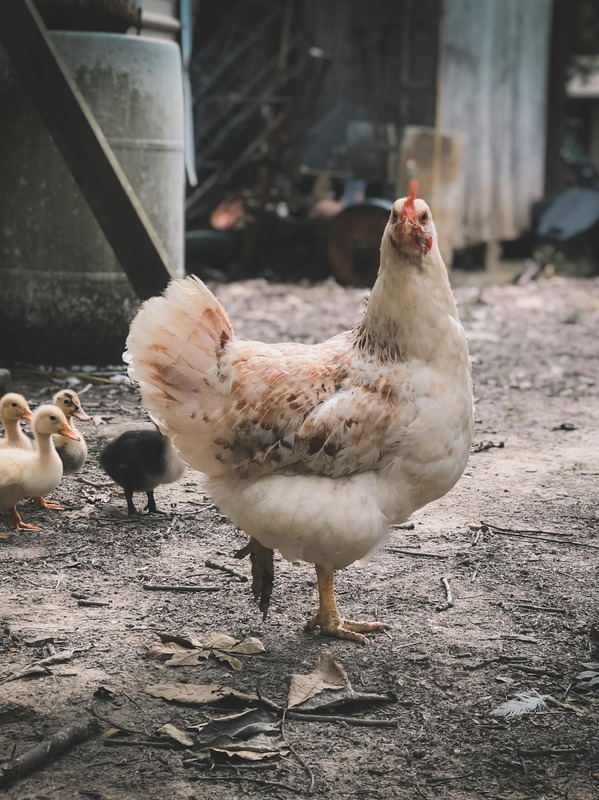 Gà mái, chicks, con gà, chicken, poultry, gia-cầm - Todd Trapani