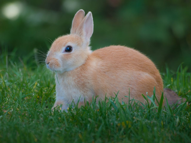 Rabbit, thỏ, grass, pet, thú-cưng, lông-mềm, bunny -  William Warby